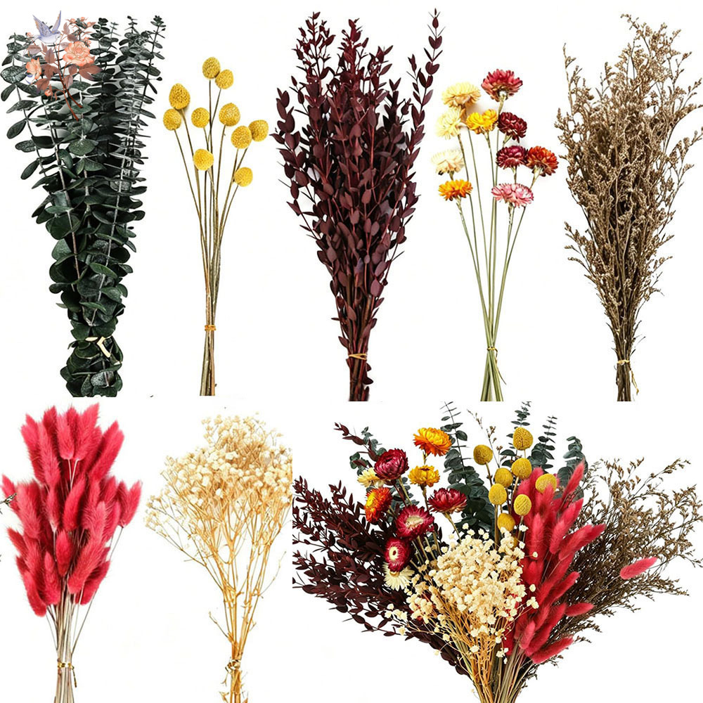 다양한 종류의 드라이 플라워 7종 세트, 자연스러운 유 - Florist Supply Bulk 리뷰 및 가격