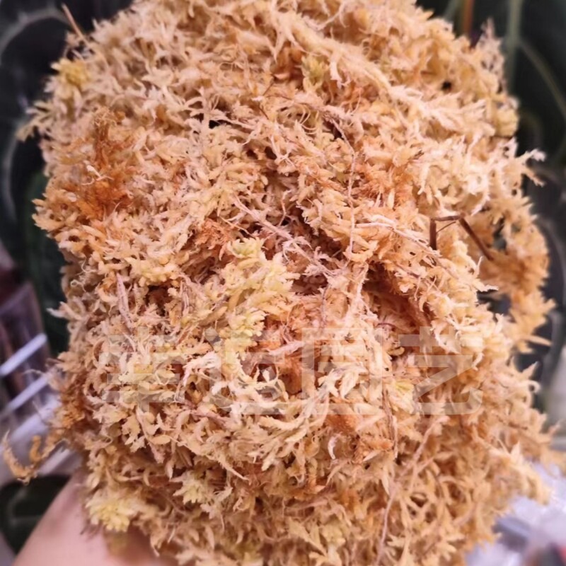 뉴질랜드산 5A 등껍질이 있는 이끼, 사슴뿔형 고사리, - Preserved Moss Sheet 리뷰 및 가격